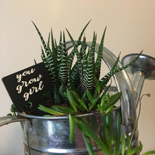 Load image into Gallery viewer, Sassy Plant Stakes - Individual